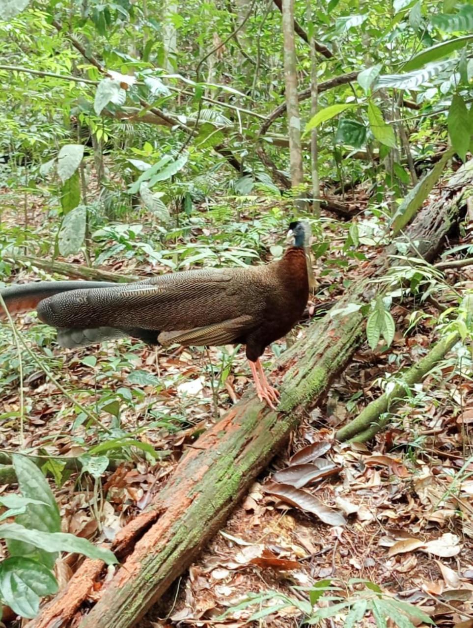 Landak River Guest House Only Trekking With Us Bukit Lawang Exteriér fotografie