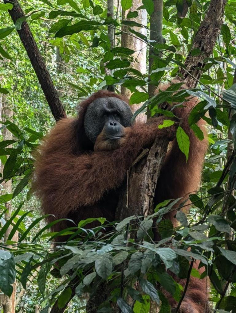 Landak River Guest House Only Trekking With Us Bukit Lawang Exteriér fotografie
