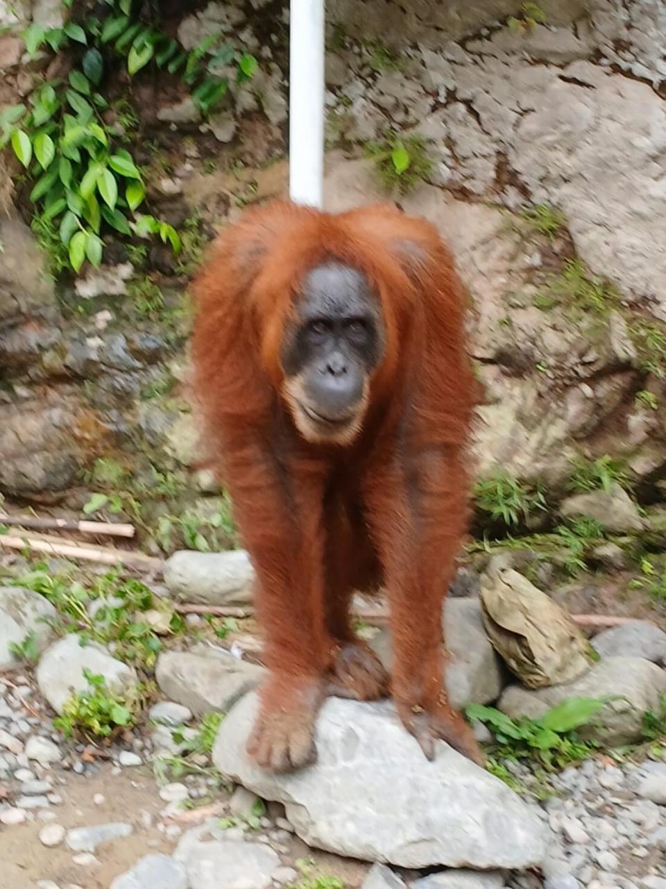 Landak River Guest House Only Trekking With Us Bukit Lawang Exteriér fotografie