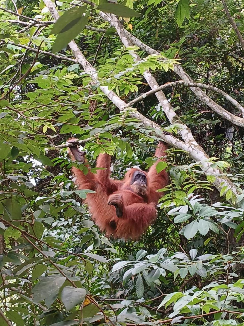 Landak River Guest House Only Trekking With Us Bukit Lawang Exteriér fotografie