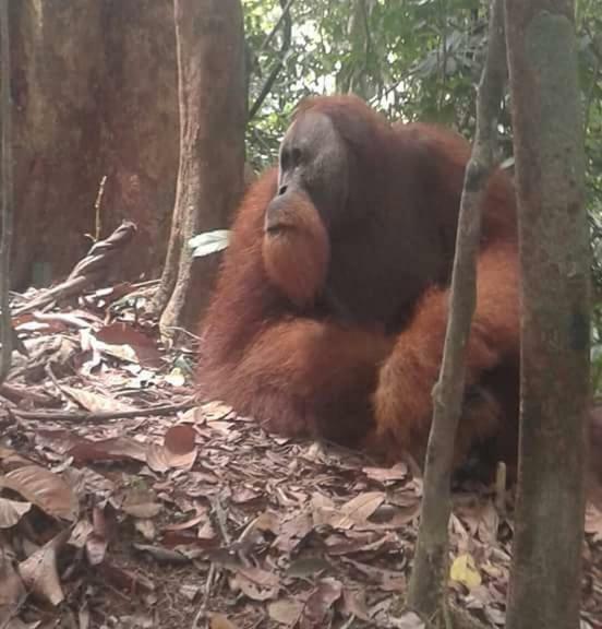 Landak River Guest House Only Trekking With Us Bukit Lawang Exteriér fotografie