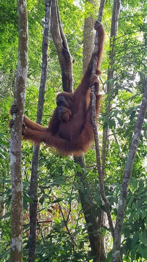 Landak River Guest House Only Trekking With Us Bukit Lawang Exteriér fotografie