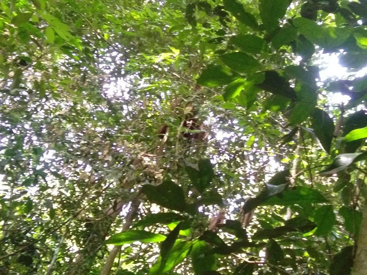 Landak River Guest House Only Trekking With Us Bukit Lawang Exteriér fotografie