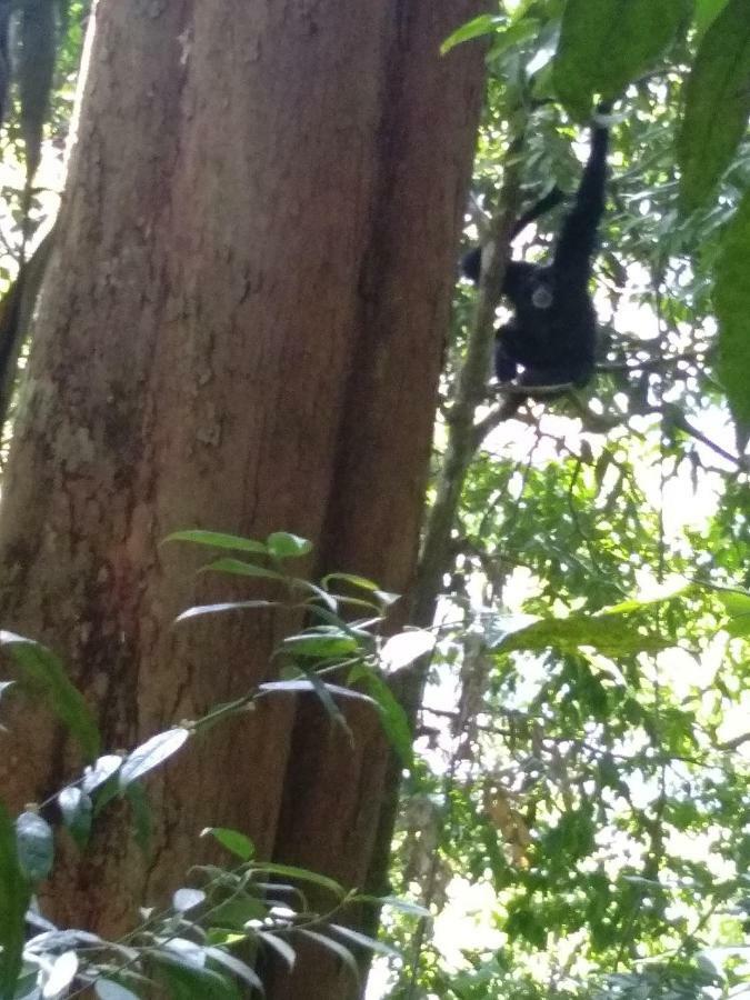 Landak River Guest House Only Trekking With Us Bukit Lawang Exteriér fotografie