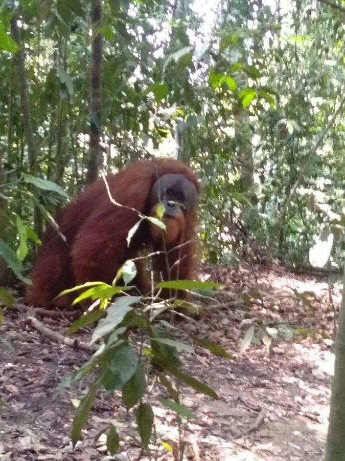 Landak River Guest House Only Trekking With Us Bukit Lawang Exteriér fotografie